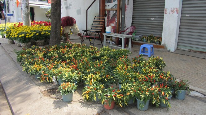 Chiều 30 tết, nhiều nơi không có hoa để bán - ảnh 5